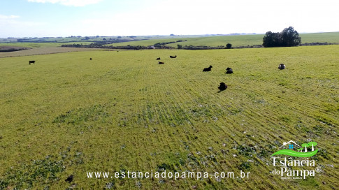 IMAGEM FIXA NA COXILHA.00_03_39_09.Quadro027_dd1237c65dcc83bceb53d882750993bb78ab9486.jpg